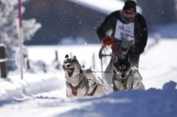 Lenk 2013